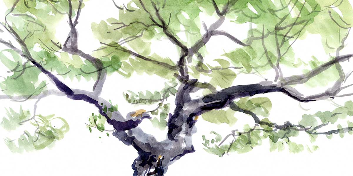 tree-background About The Crenshaw Academy